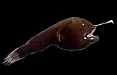 Horned Lanternfish (Centrophryne spinulosa)