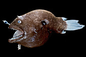 Female anglerfish (Linophryne sp.)