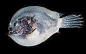 Larval female anglerfish, Oneirodidae