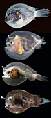 Larval anglerfishes stages
