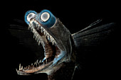 Telescopefish (Gigantura sp.)