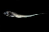 Digitate Cusk Eel (Dicrolene introniger)