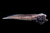 Arrowtail (Melanonus zugmayeri)