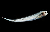 Abyssal Assfish (Bassozetus cf compressus)