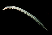 Larval Eel (Acromycter cf perturbator)