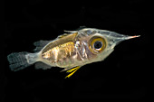 Larval Squirrelfish (family Holocentridae)