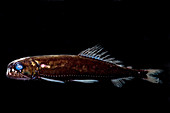 Dragonfish (Astronesthes oligoa)