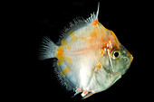 Shortspine Boarfish (Antigonia combatia)