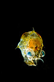 Pea Crab Larva (Pinnotheridae sp.)