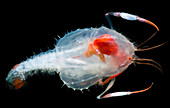 Blind lobster larva (Stereomastis sp.)