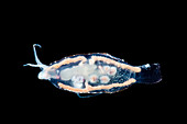 Transparent Pelagic Nudibranch (Phylliroe sp.)