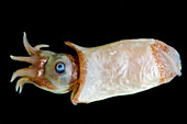 Ram's Horn squid (Spirula spirula)