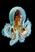 Larval Octopod, trawled from Florida Straits