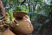 Giant monkey frog (Phyllomedusa bicolor)