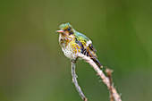 Black-crested coquette, Lophornis helenae