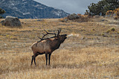 Rocky Mountain Elk