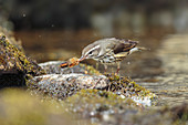 Louisiana Waterthrush