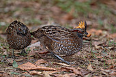 Spotted wood quail, Odontophorus guttatus