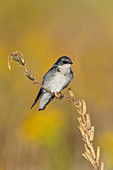 Tree Swallow, Tachycineta bicolor