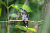 White-tipped sicklebill hummingbird