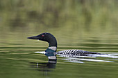 Common Loon