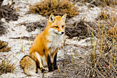 Red Fox in NJ