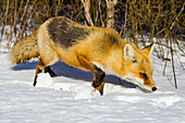 Red Fox in Winter