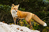Red Fox in NJ