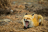 Red Fox Yawning