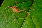 Amazon huntsman spider