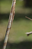 Hidden net-casting spider