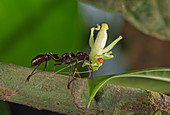 Bullet ant attacking grasshopper