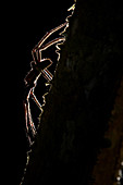 Brazilian Wandering Spider