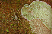 Camouflaged Bark Spider