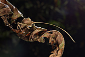 Dead leaf katydid