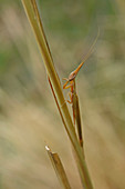 African grass mantis