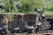 Wildebeest On Riverbank, Kenya