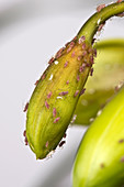 Aphids on Orchid Bud