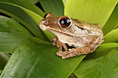Common Treefrog (Polypedates leucomystax)