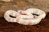 Albino California kingsnake