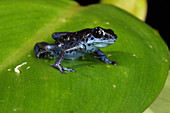 Poison Dart Frog (Oophaga pumilio)