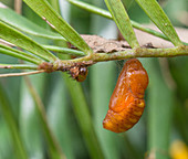 Atala Butterfly Pupa