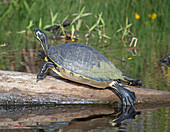 Florida Cooter