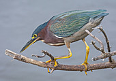 Green Heron