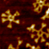 RNA nanostructures, AFM image