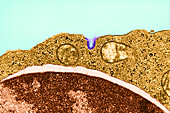 Endocytosis, TEM