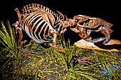 Giant beaver fossil