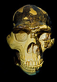 Homo erectus Peking man skull