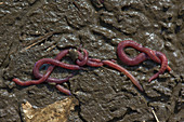 Eisenia fetida or redworms