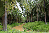 Palm oil plantation